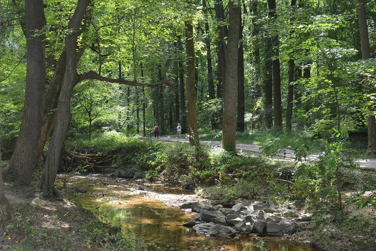 Sligo Creek with its paved trail under a leafy canopy