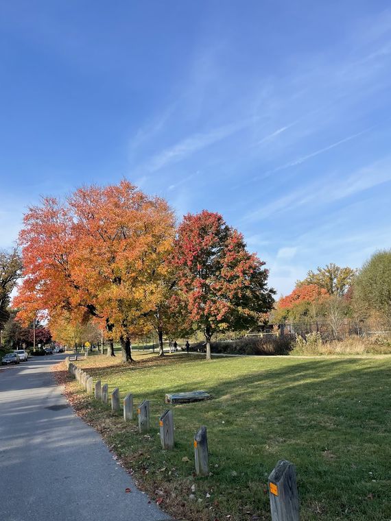 An orange-leaved maple beside a paved path under a blue autumn sky