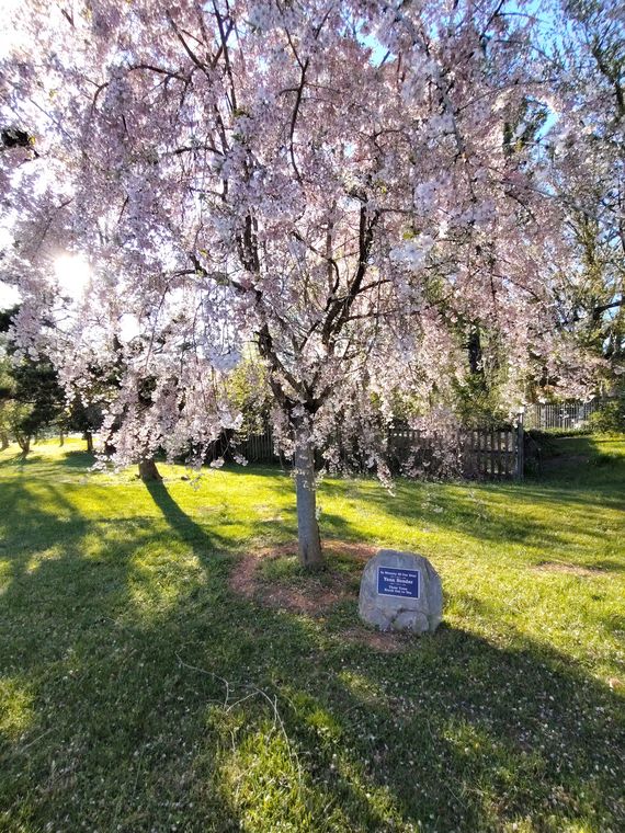 A cherry tree in full pale-pink bloom on a sunlit lawn