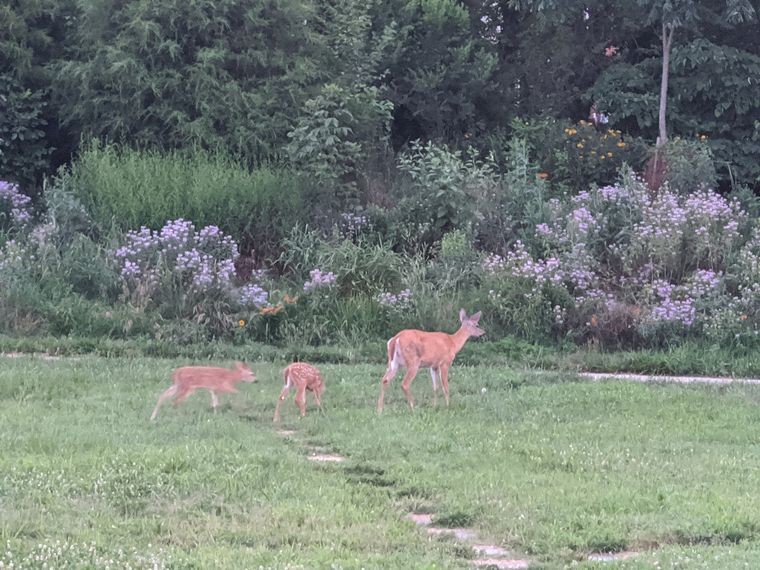 Three deer grazing in a meadow of wildflowers