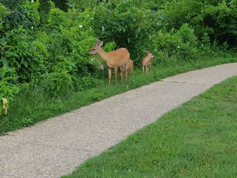 A doe and fawn standing in greenery at the edge of a paved park path