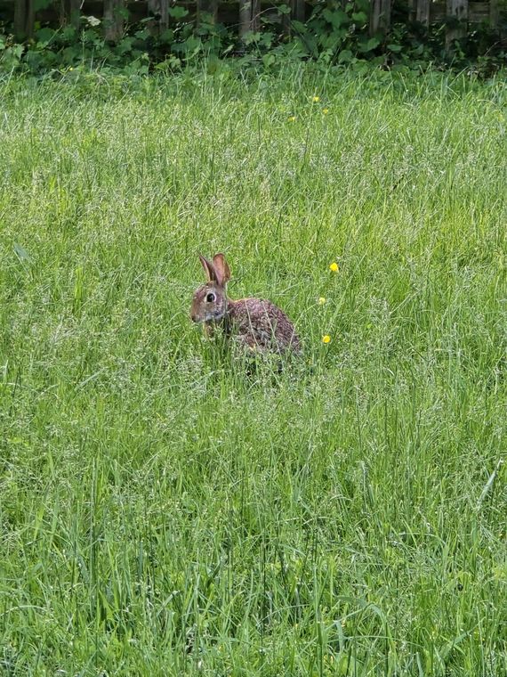 A brown rabbit sitting in tall green grass dotted with yellow flowers