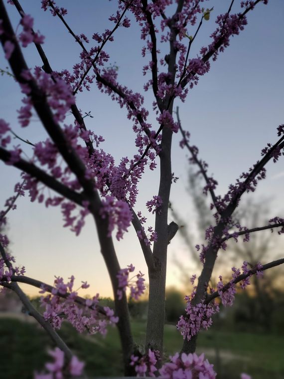 Redbud branches covered in magenta blossoms against a sunset sky