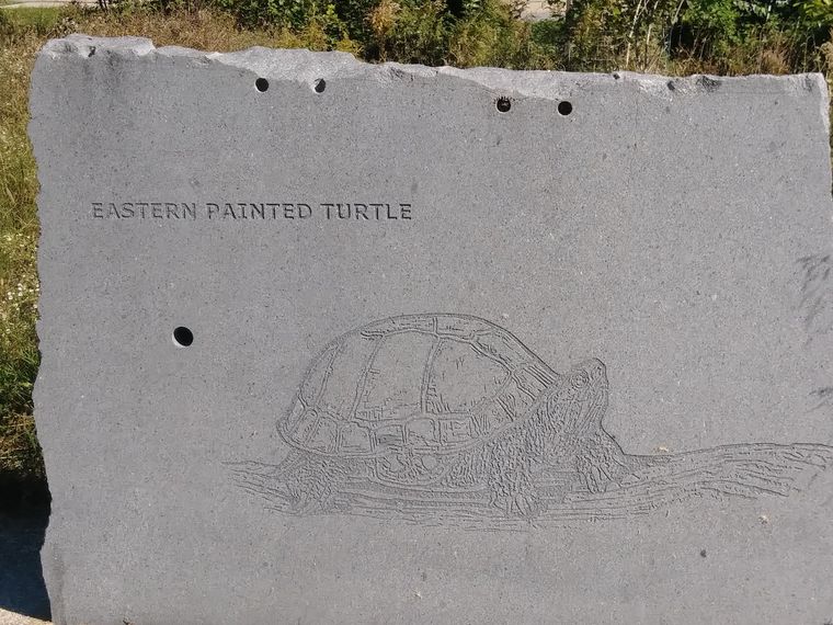 A concrete panel engraved with an eastern painted turtle