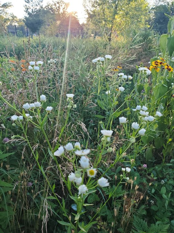 A meadow of white and yellow wildflowers in late summer light