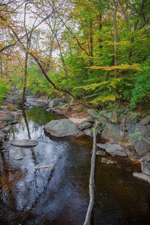 Sligo Creek framed by golden autumn foliage